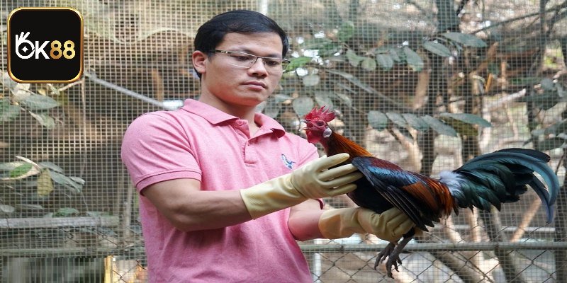 Phương pháp chăm sóc gà rừng tại nhà